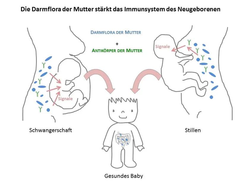 geschwächtes immunsystem nach geburt - Wie lange erschöpft nach Geburt