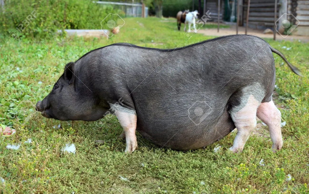 schwein schwangerschaft - Wie lange ist ein Schwein ein Ferkel