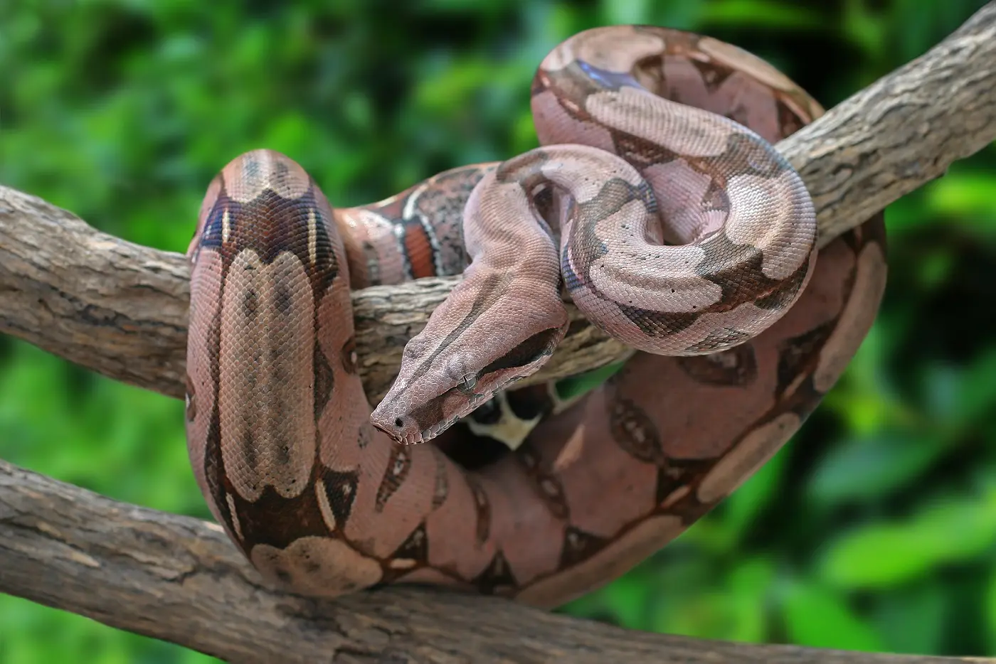 Boa Constrictor Geburt: Alles über die Fortpflanzung der Riesenschlange - Wie lange ist eine Boa trächtig boa constrictor geburt - Wie lange ist eine Boa trächtig