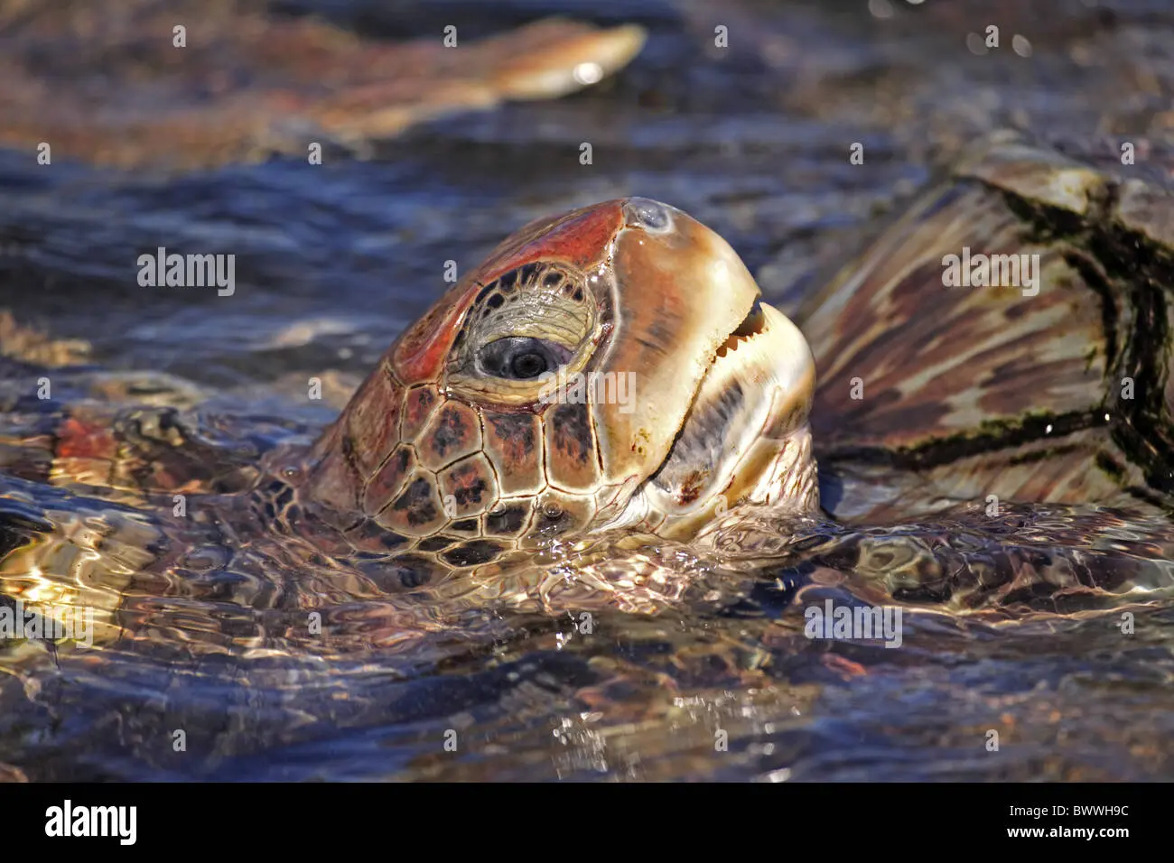 schildkröte atmung - Wie lange kann ein Schildkröte die Luft anhalten