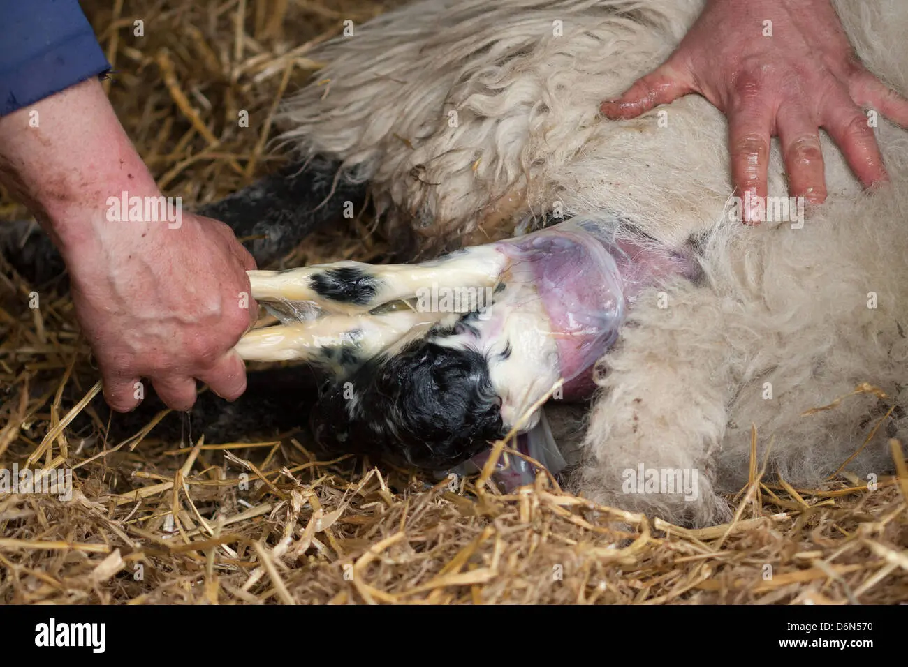 geburt eines schafes - Wie lange muss ein Lamm bei der Mutter bleiben