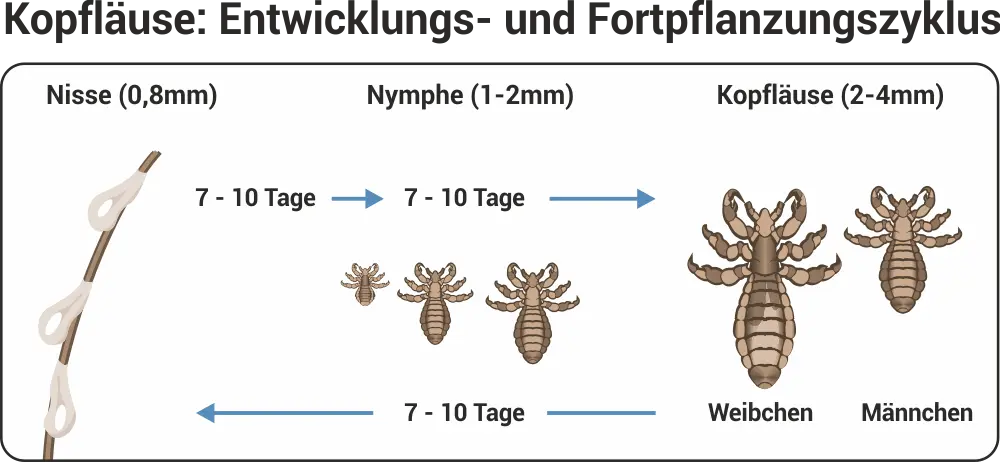 läuse wie lange zu hause - Wie lange muss ich zu Hause bleiben wenn ich Läuse habe