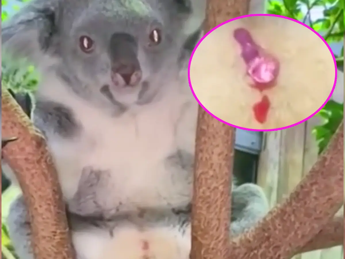 koala gewicht geburt - Wie lange schläft ein Koalabär