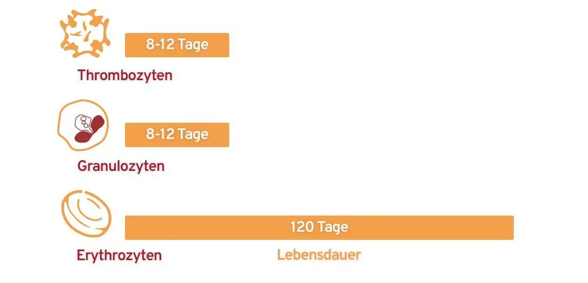 lebensdauer thrombozyten - Wie lange sind Thrombozyten haltbar