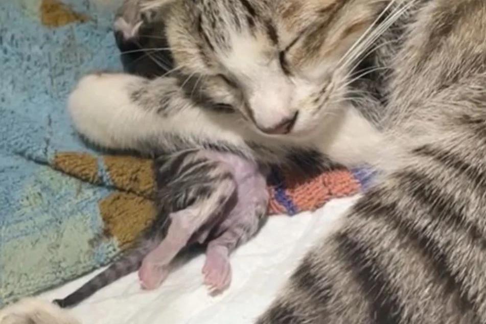 katzenbabys sterben nach geburt - Wie lange totes Kitten bei Mutter lassen