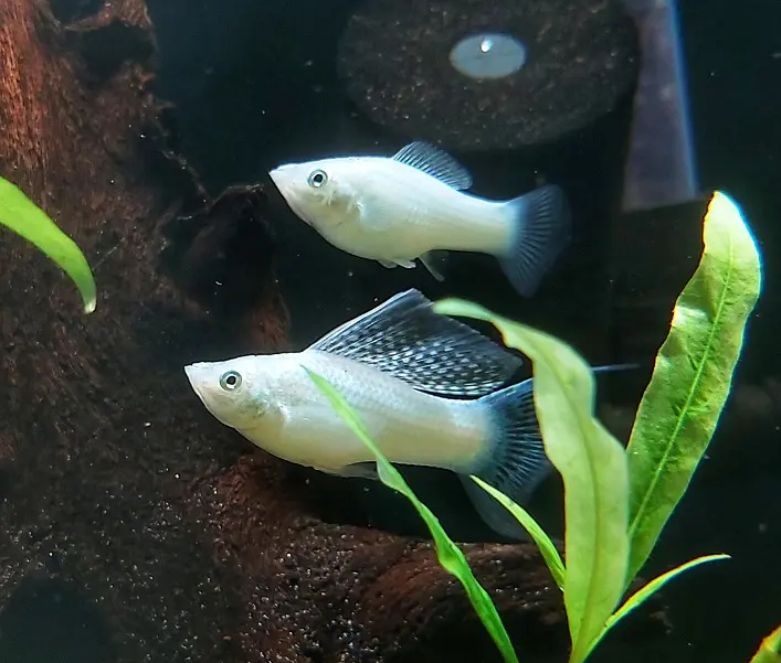 silber molly geburt - Wie lange tragen Mollys ihre Babys