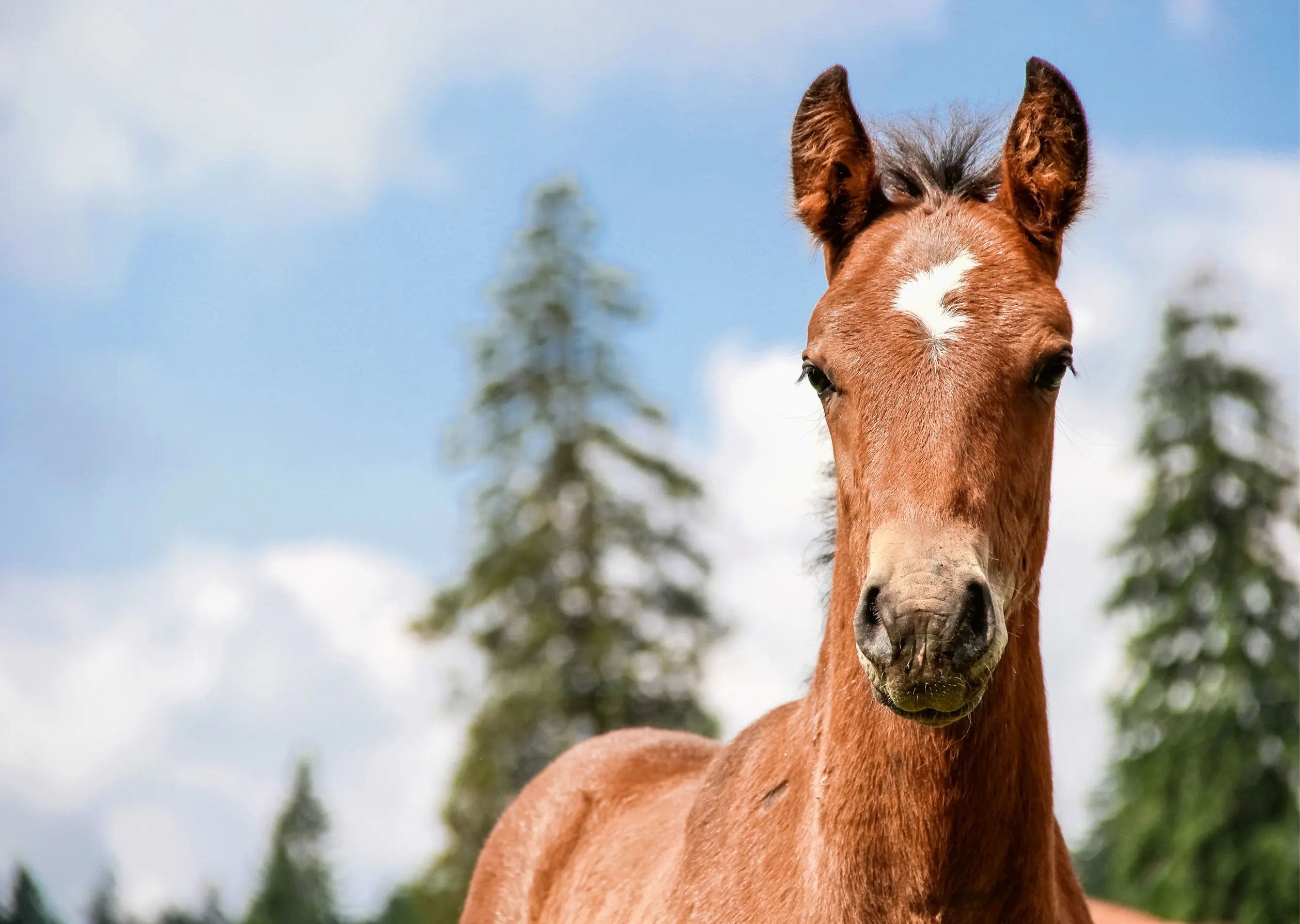 wann muss ein fohlen nach der geburt trinken - Wie lange überlebt ein Fohlen ohne Milch
