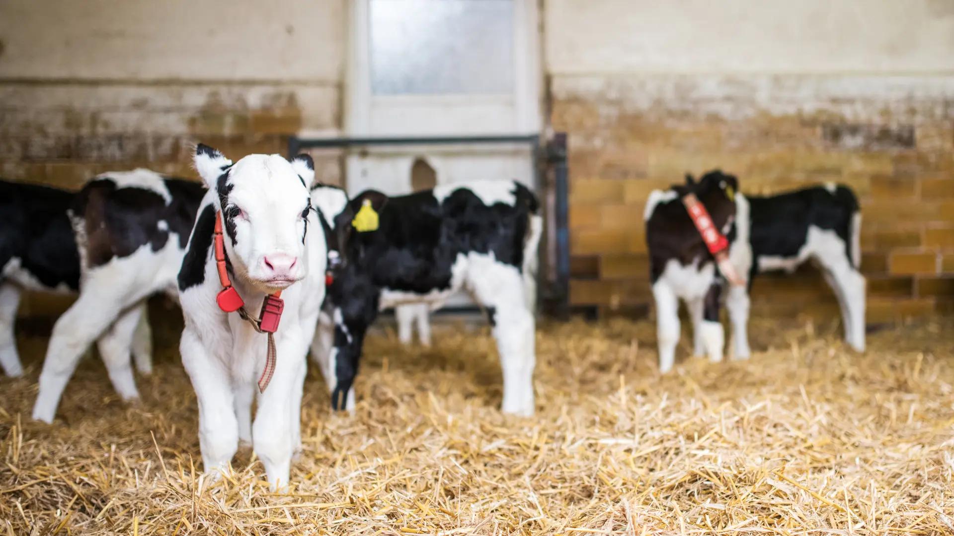 wann steht ein kalb nach der geburt auf - Wie lange wird ein Kalb gesäugt