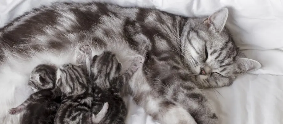 geburt bei katzen - Wie läuft Katzen Geburt ab