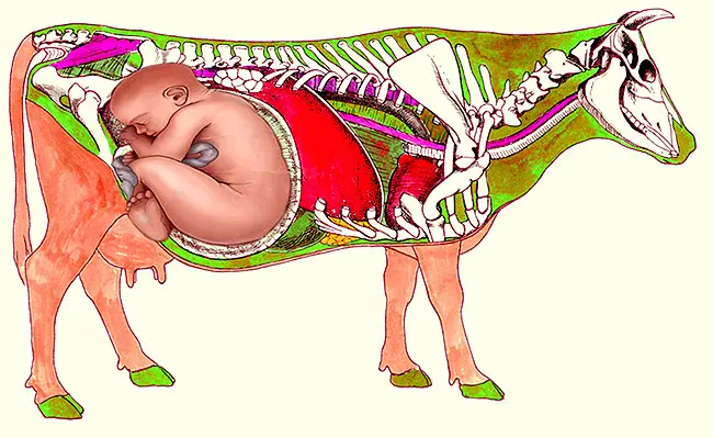 anatomie kuh geburt - Wie liegt das Kalb in der Kuh