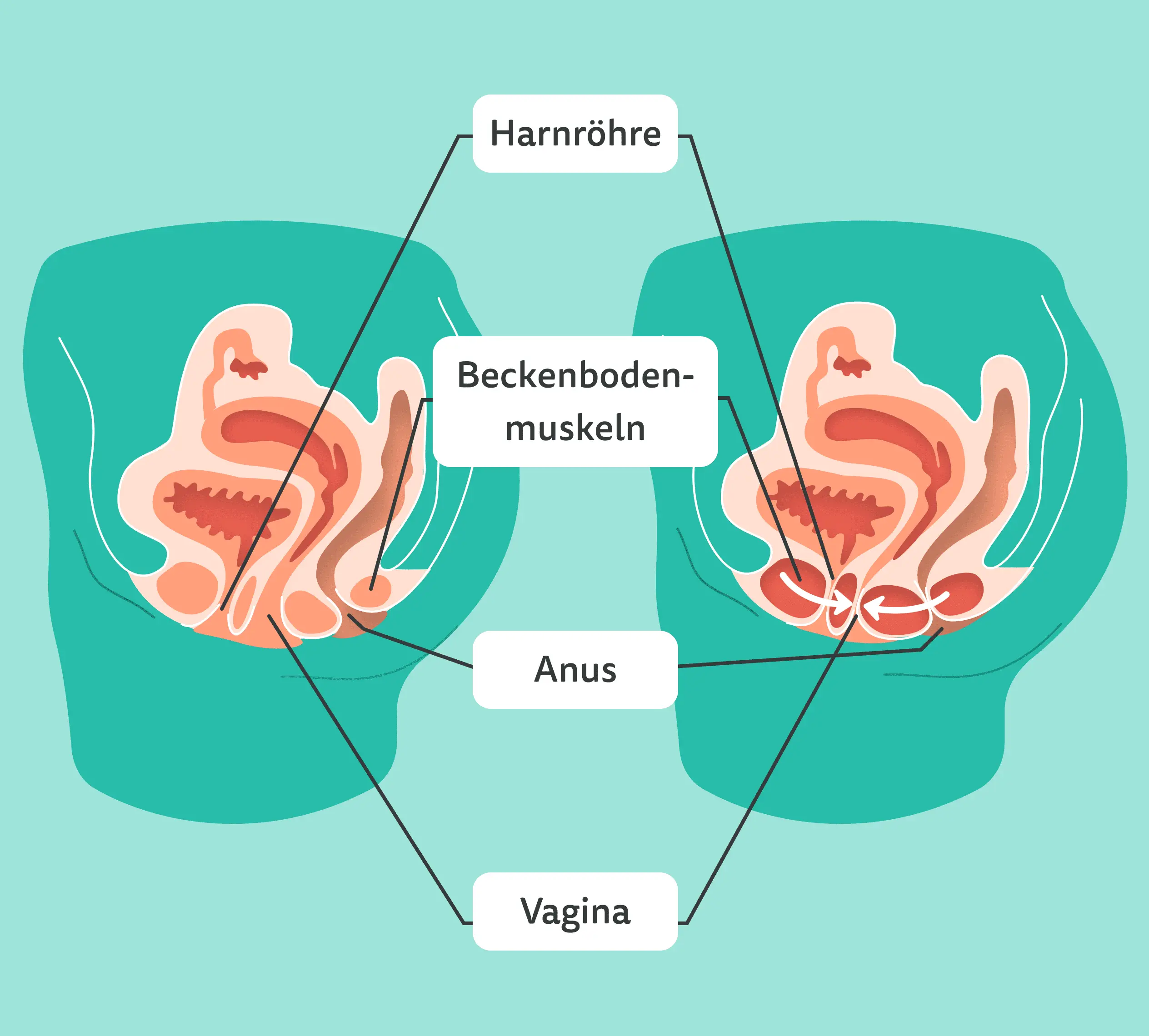 Beckenboden lockern für die Geburt: Vorbereitung auf eine sichere und entspannte Entbindung - Wie lockert man den Beckenboden für die Geburt beckenboden lockern geburt - Wie lockert man den Beckenboden für die Geburt