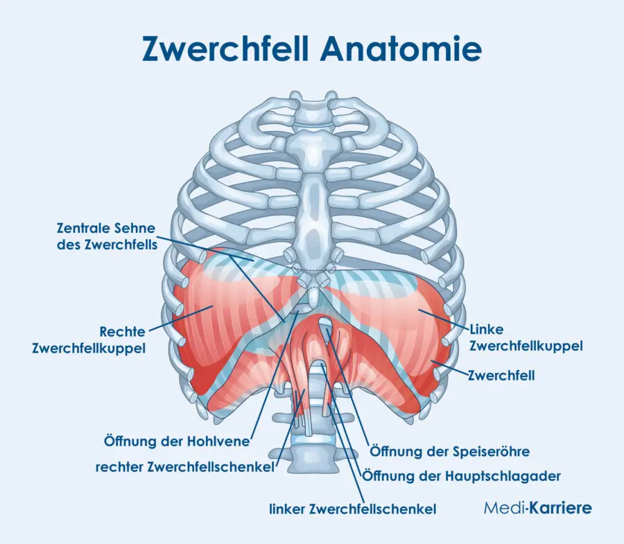 zwerchfell schwangerschaft - Wie merkt man dass das Zwerchfell verspannt ist