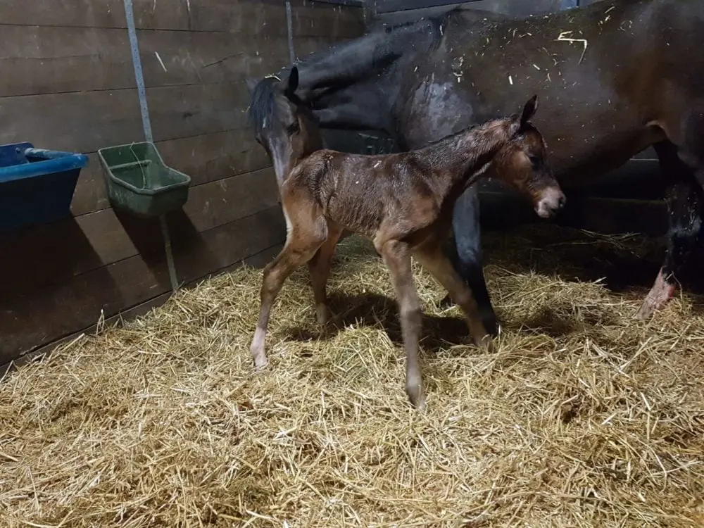 Wie heißt die Geburt bei Pferden? - Ein umfassender Leitfaden - Wie nennt man ein Fohlen wie heißt die geburt bei pferden - Wie nennt man ein Fohlen
