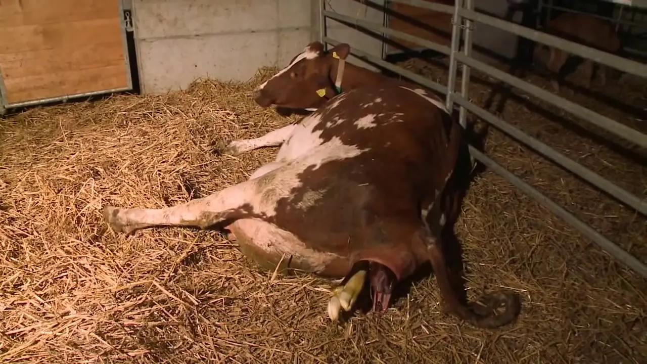 geburt beim rind - Wie nennt man ein neugeborenes Rind