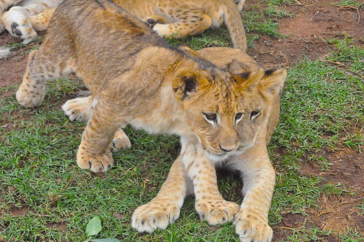 Löwen Geburten: Ein Einblick in die Welt der Löwenbabys - Wie nennt man neugeborene Löwen löwen geburt - Wie nennt man neugeborene Löwen