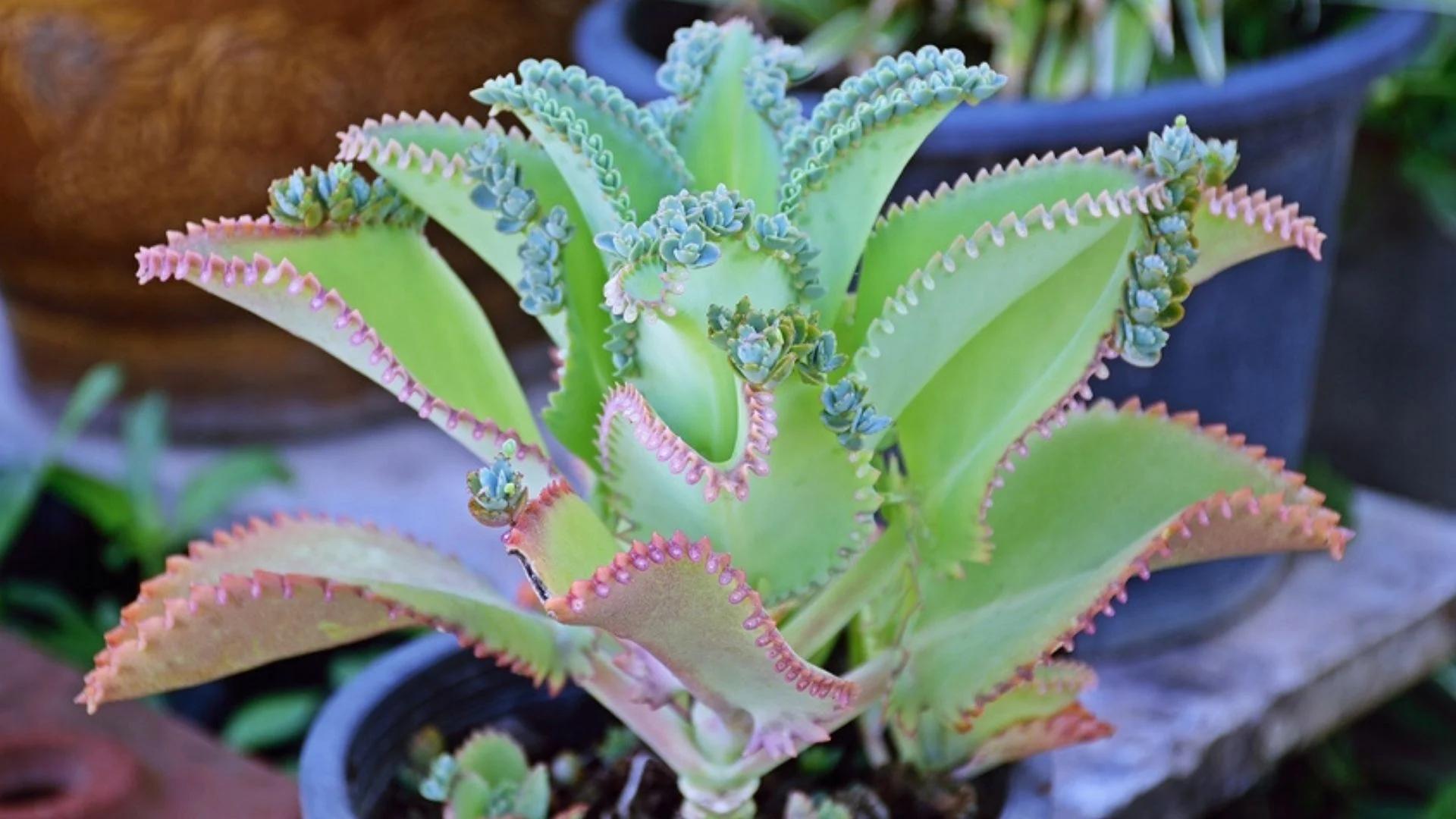 bryophyllum schwangerschaft wie einnehmen - Wie nimmt man Bryophyllum