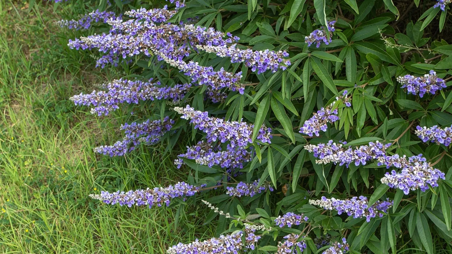 mönchspfeffer schwangerschaft - Wie nimmt man Mönchspfeffer bei Kinderwunsch