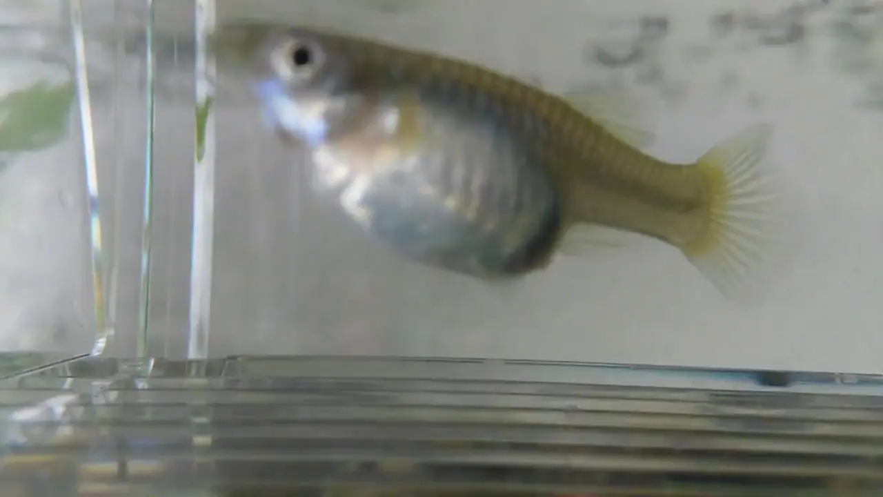 endler guppy geburt - Wie oft bekommen Endler Guppys Babys