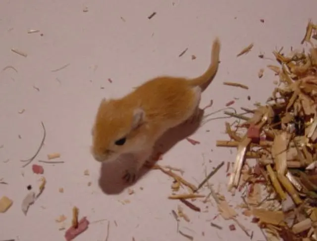 rennmaus geburt - Wie oft bekommen Rennmäuse Babys