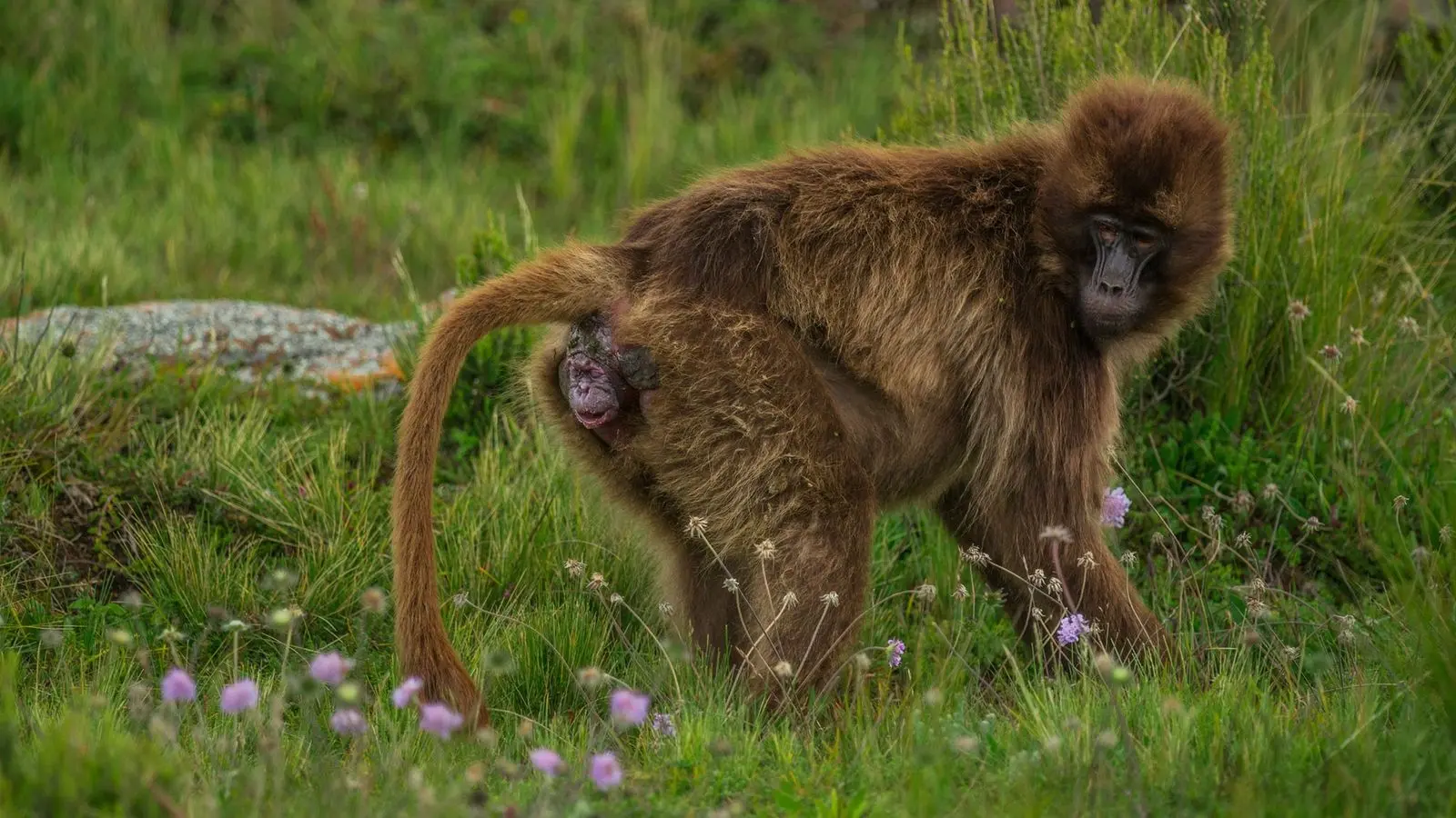 schimpansen geburt - Wie oft bekommen Schimpansen Nachwuchs
