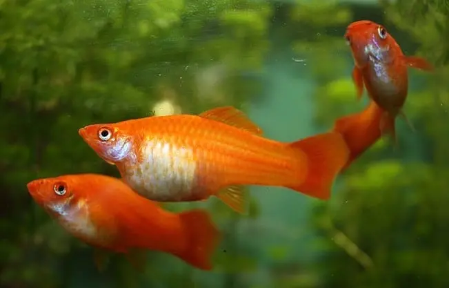 schwertträger geburt dauer - Wie oft laichen Schwertträger