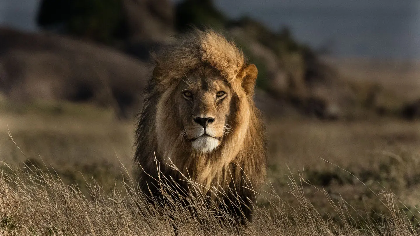 löwe gewicht geburt - Wie oft werden Löwen schwanger