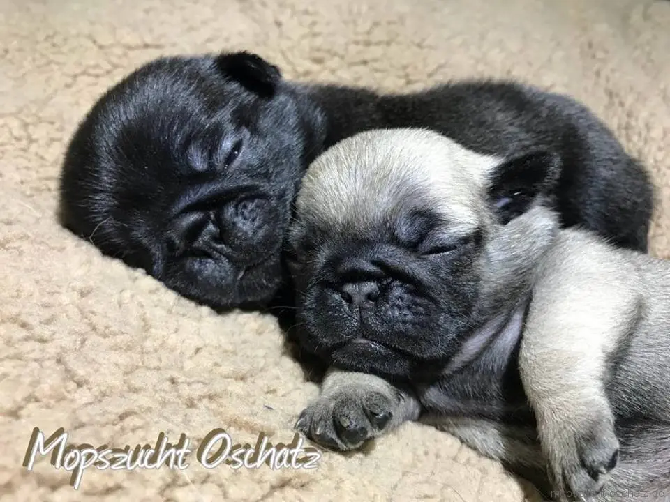 Mops: Geschichte, Eigenschaften & Zucht - Der Charmante Faltenhund ...