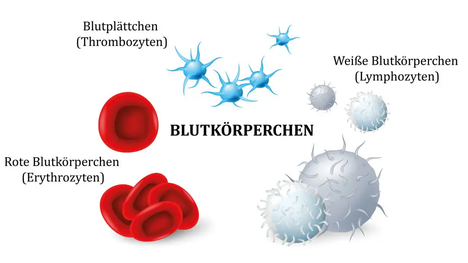 lebensdauer thrombozyten - Wie schnell bilden sich neue Thrombozyten