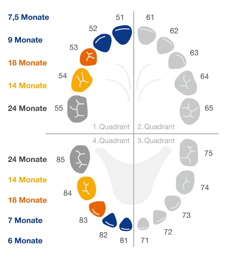 reihenfolge zähne babys - Wie schnell hintereinander kommen die Zähne