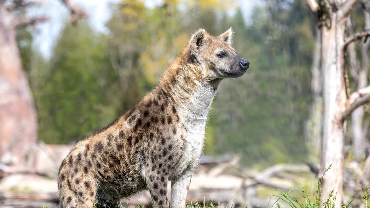 tüpfelhyäne geburt - Wie schnell ist eine Tüpfelhyäne