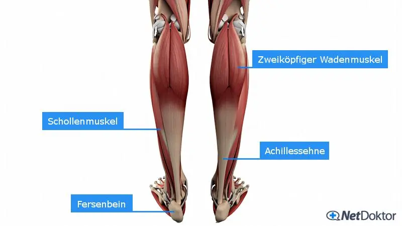 magnesium gegen krämpfe in den beinen - Wie schnell wirkt Magnesium krampflösend