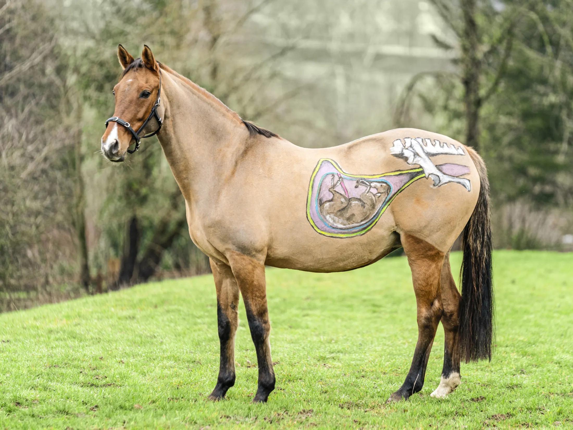 gewicht fohlen geburt - Wie schwer ist ein Fohlen bei der Geburt