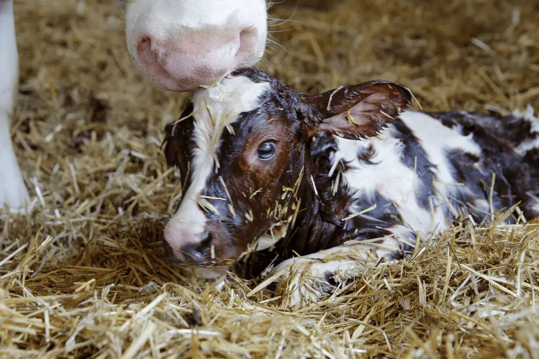 geburt eines kälbchens - Wie schwer ist ein Kälbchen bei der Geburt