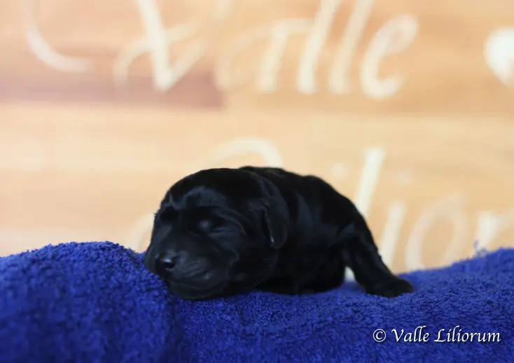 labrador welpen gewicht geburt - Wie schwer ist ein Labrador Welpe bei der Geburt