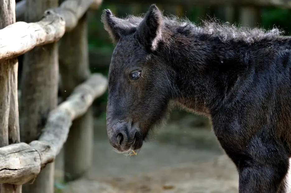 Wie viel wiegt ein Fohlen bei der Geburt? - Wie schwer ist ein Noriker Fohlen wie viel wiegt ein fohlen bei der geburt - Wie schwer ist ein Noriker Fohlen
