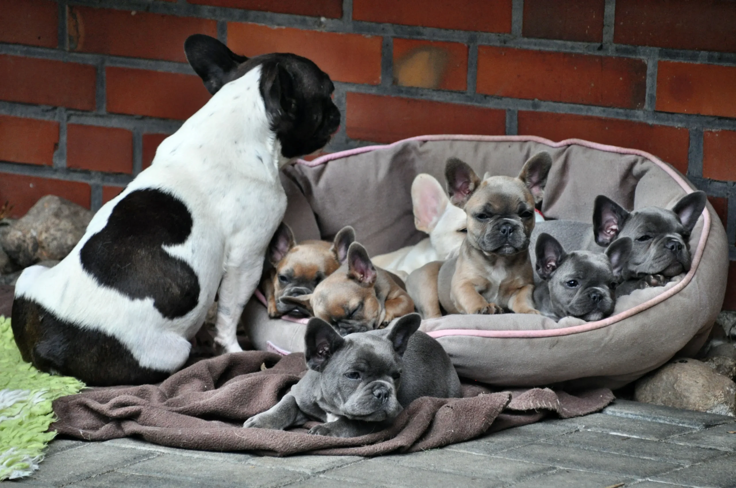 Französische Bulldogge Geburt: Erfahrungen und Tipps - Wie schwer ist eine Französische Bulldogge bei der Geburt französische bulldogge geburt erfahrungen - Wie schwer ist eine Französische Bulldogge bei der Geburt