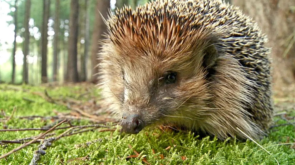 Igelgeburt: Alles, was Sie über die Geburt von Igelbabys wissen müssen - Wie sehen Igel bei der Geburt aus igel geburt - Wie sehen Igel bei der Geburt aus