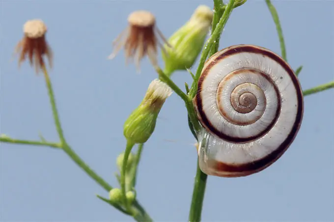 schnecke geburt - Wie sehen Schnecken bei der Geburt aus