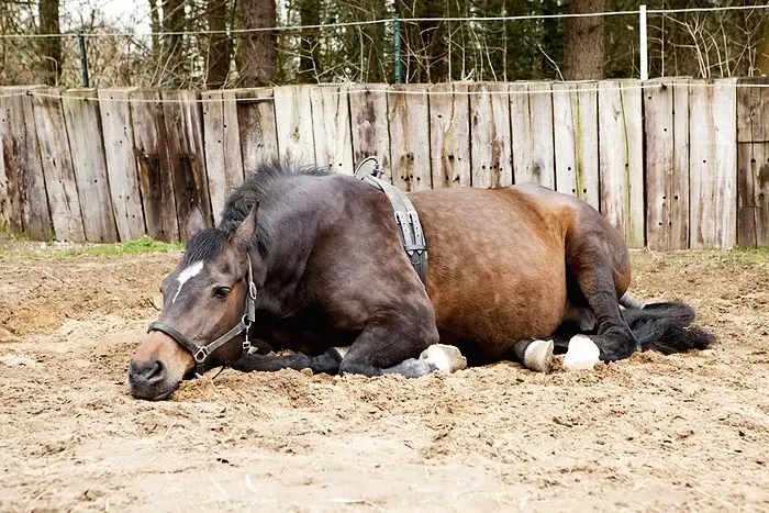 stute liegt viel nach geburt - Wie sieht man ob Stute genug Milch hat