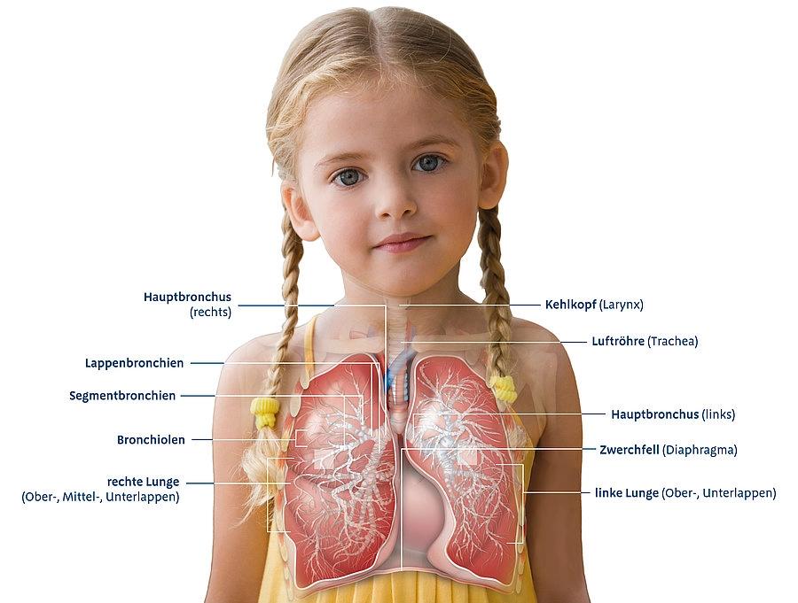 wie hört sich bronchitis an - Wie stellt man eine Bronchitis fest