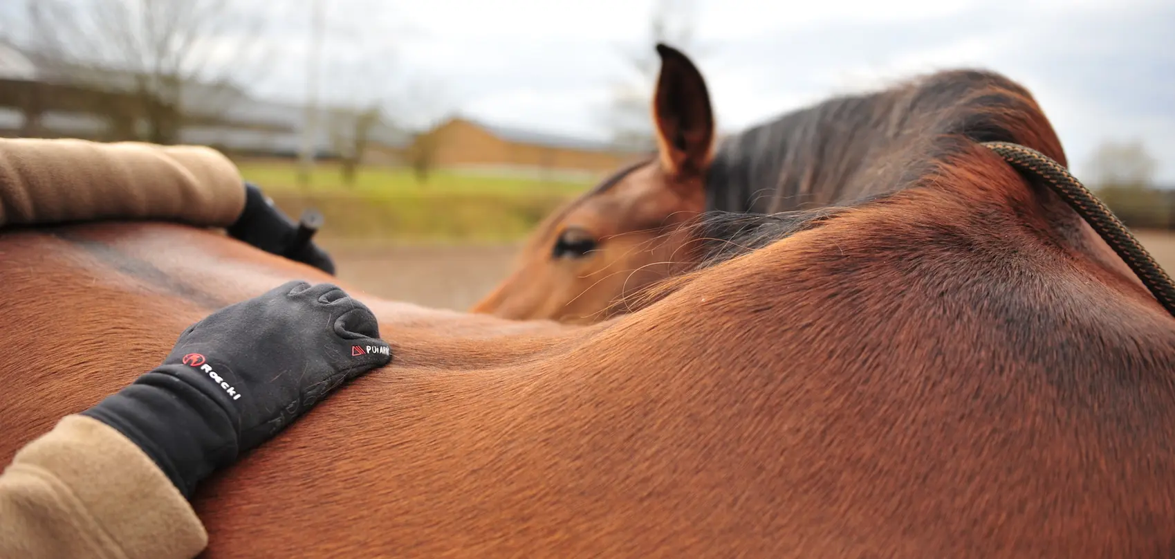 kosten reittherapie - Wie teuer ist Hippotherapie