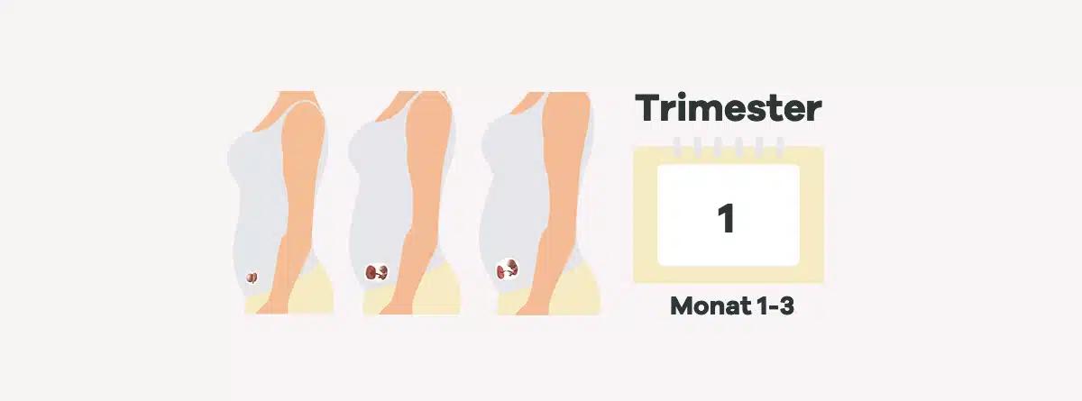erstes trimester - Wie übersteht man das erste Trimester