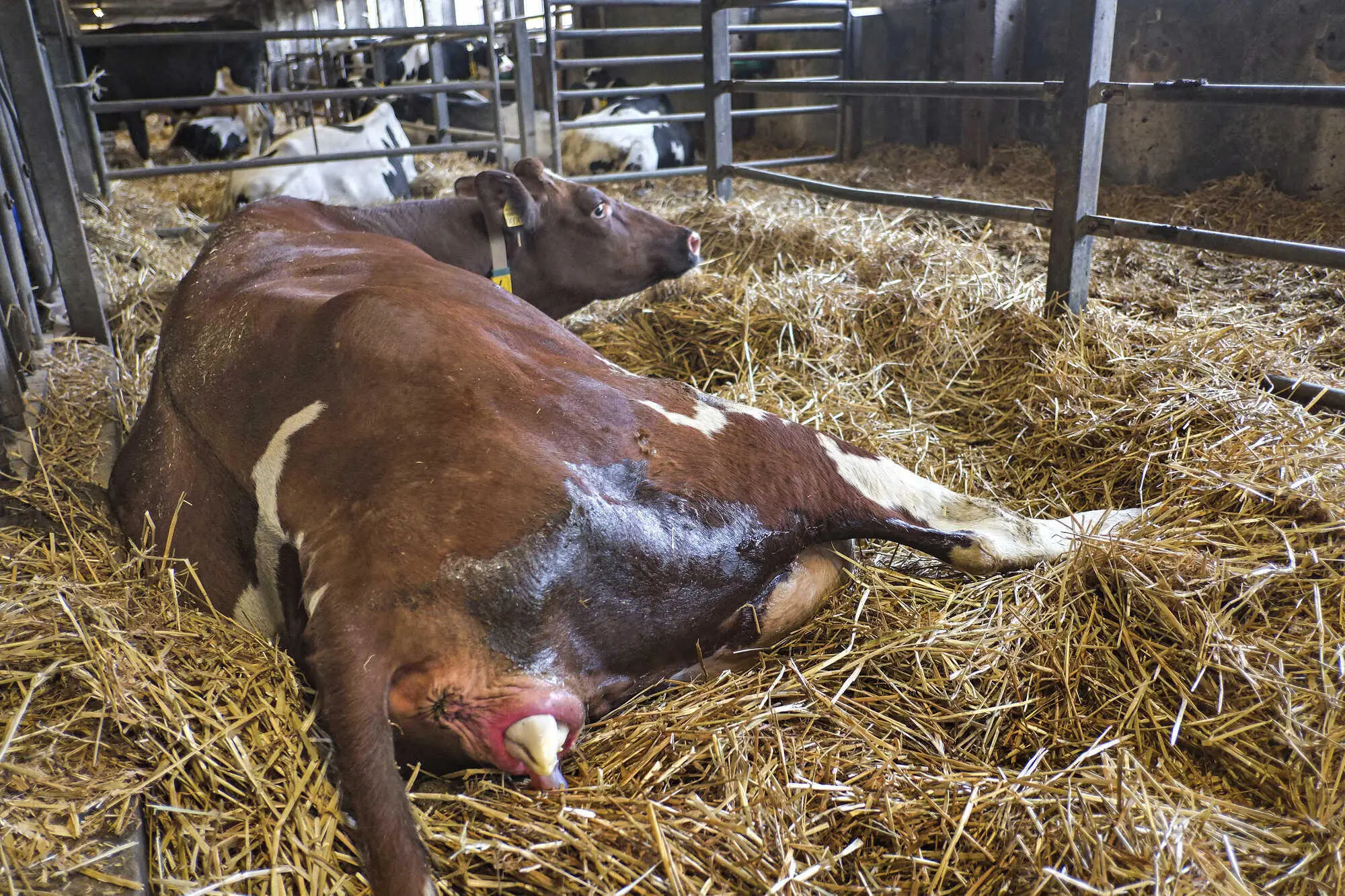 geburt eines kalbes erfahrungsbericht - Wie verhält sich eine Kuh vor dem ersten Kalben