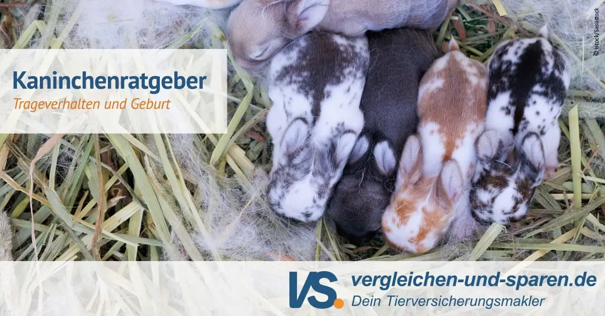 kaninchen geburt anzeichen - Wie verhalten sich Hasen kurz vor der Geburt