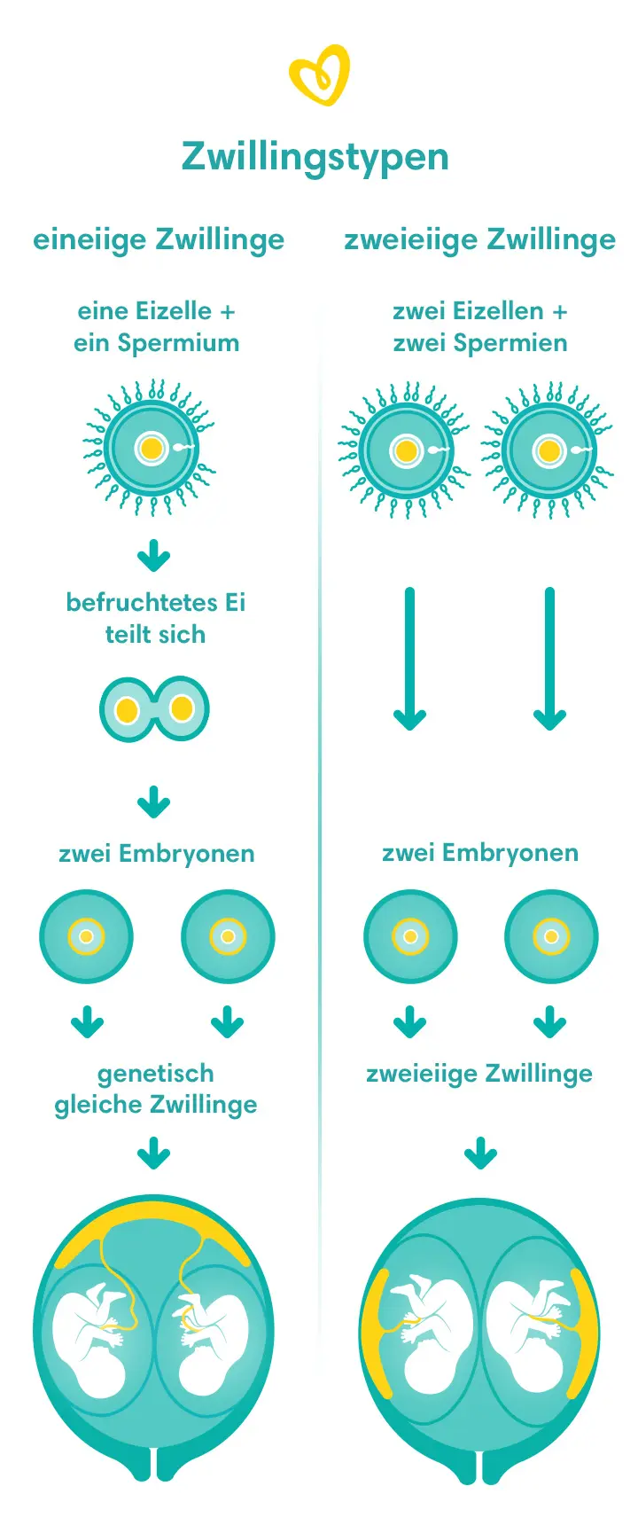 gewichtszunahme schwangerschaft zwillinge - Wie viel Gewichtszunahme Schwangerschaft Zwillinge