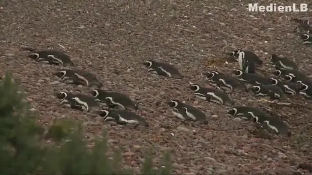 pinguin geburt - Wie viel Junge bekommt ein Pinguin