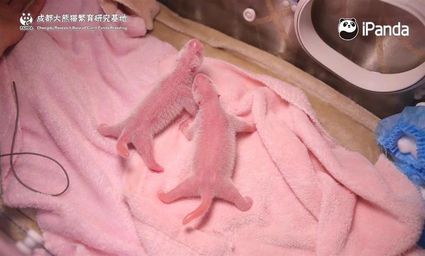 panda gewicht geburt - Wie viel kg isst ein Panda am Tag