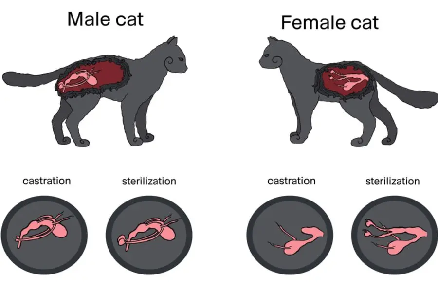 Katze Sterilisieren nach Geburt: Alles Wissenswerte - Wie viel kostet eine Sterilisation bei einer Katze katze sterilisieren nach geburt - Wie viel kostet eine Sterilisation bei einer Katze