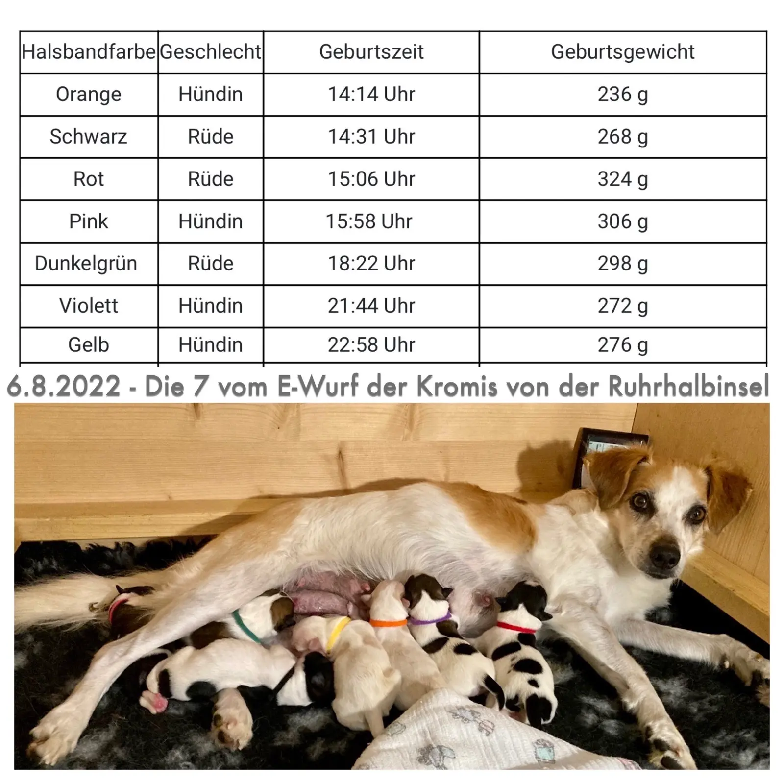 gewichtszunahme welpen nach geburt - Wie viel müssen Neugeborene Welpen zunehmen