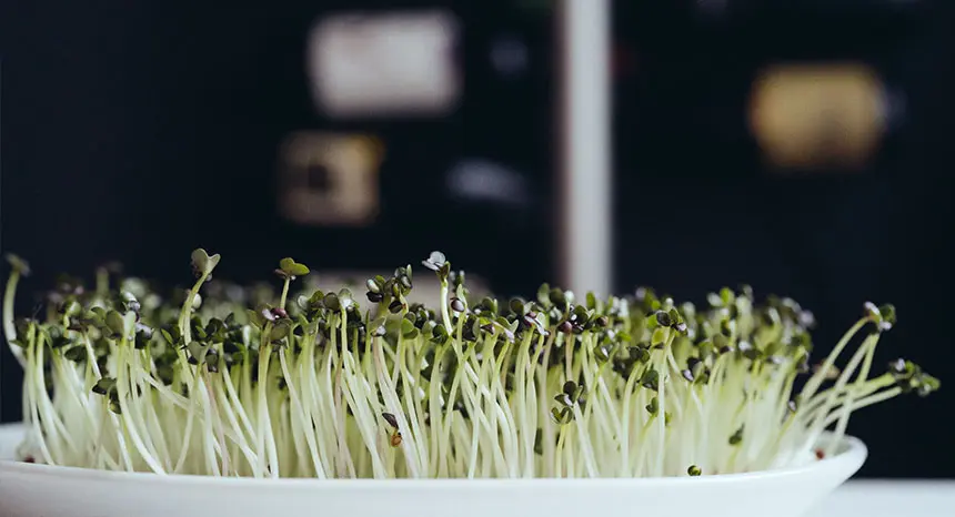 Sprossen in der Schwangerschaft: Was ist zu beachten? - Wie viel Sprossen darf man essen sprossen schwangerschaft - Wie viel Sprossen darf man essen